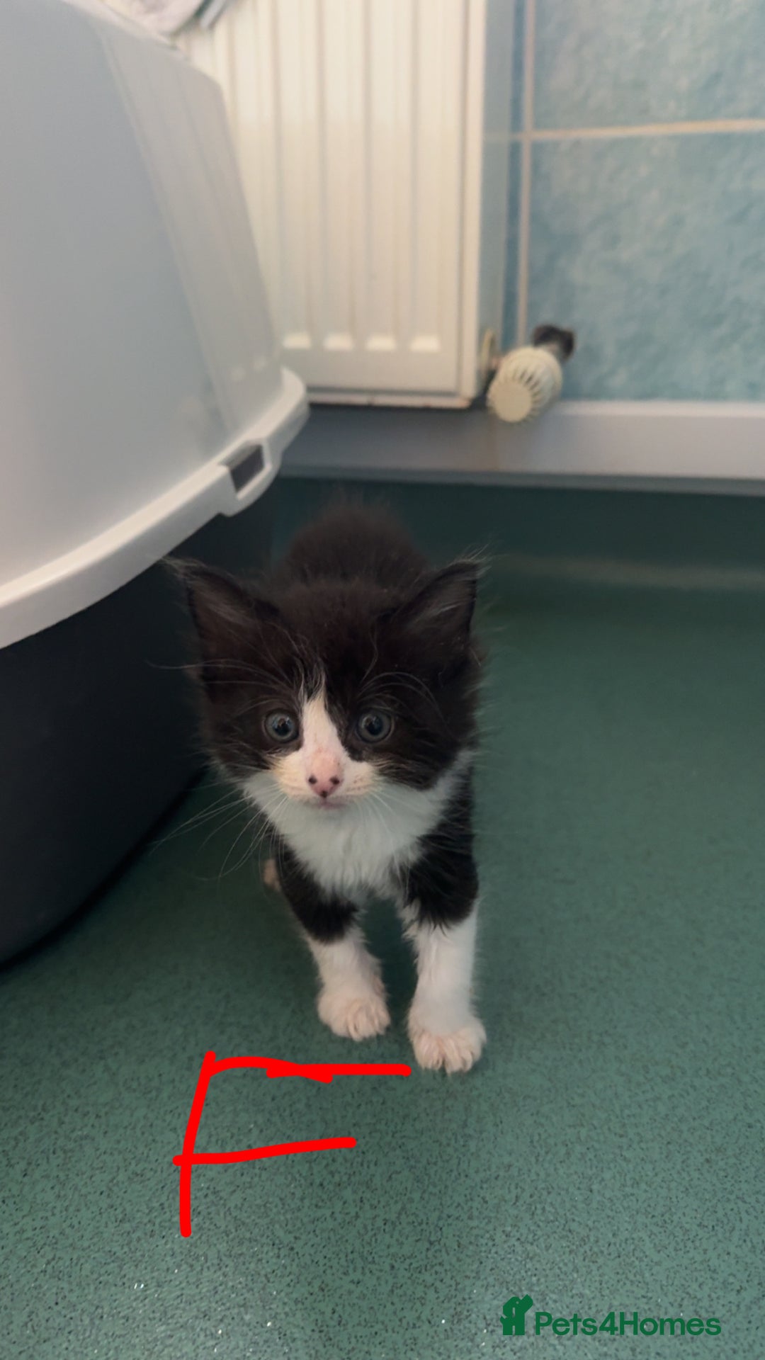 Mixed Breed cats for sale: Kittens for sale  - Image 4