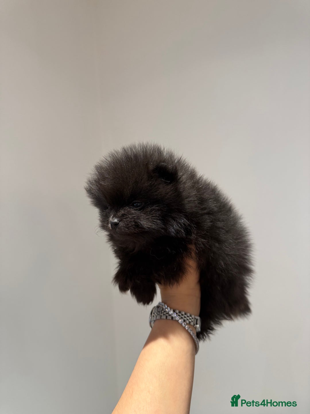 Pomeranian dogs for sale: Teddy Bear Pomerians  - Advert 9