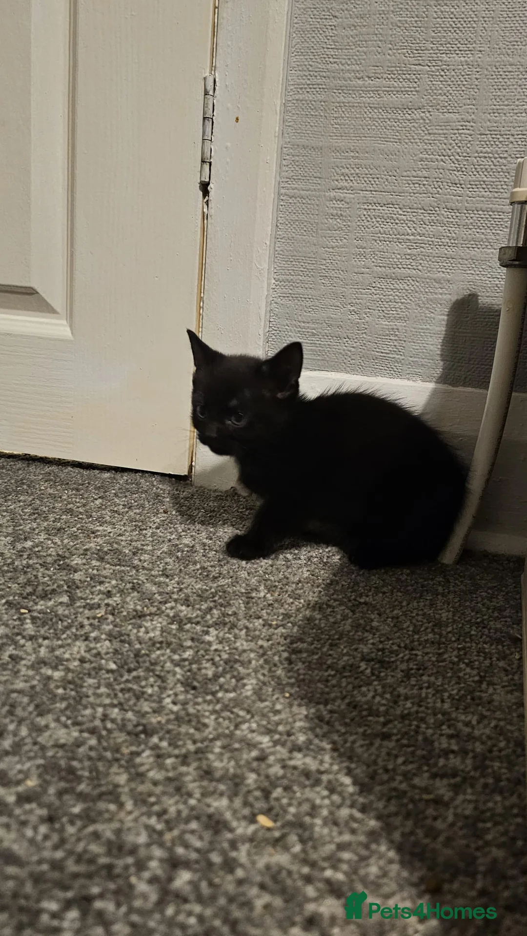 Domestic Shorthair cats for sale: Kittens for sale  - Advert 7