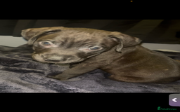 Presa Canario dogs for sale: Beautiful presa canario puppies!! - Advert 14