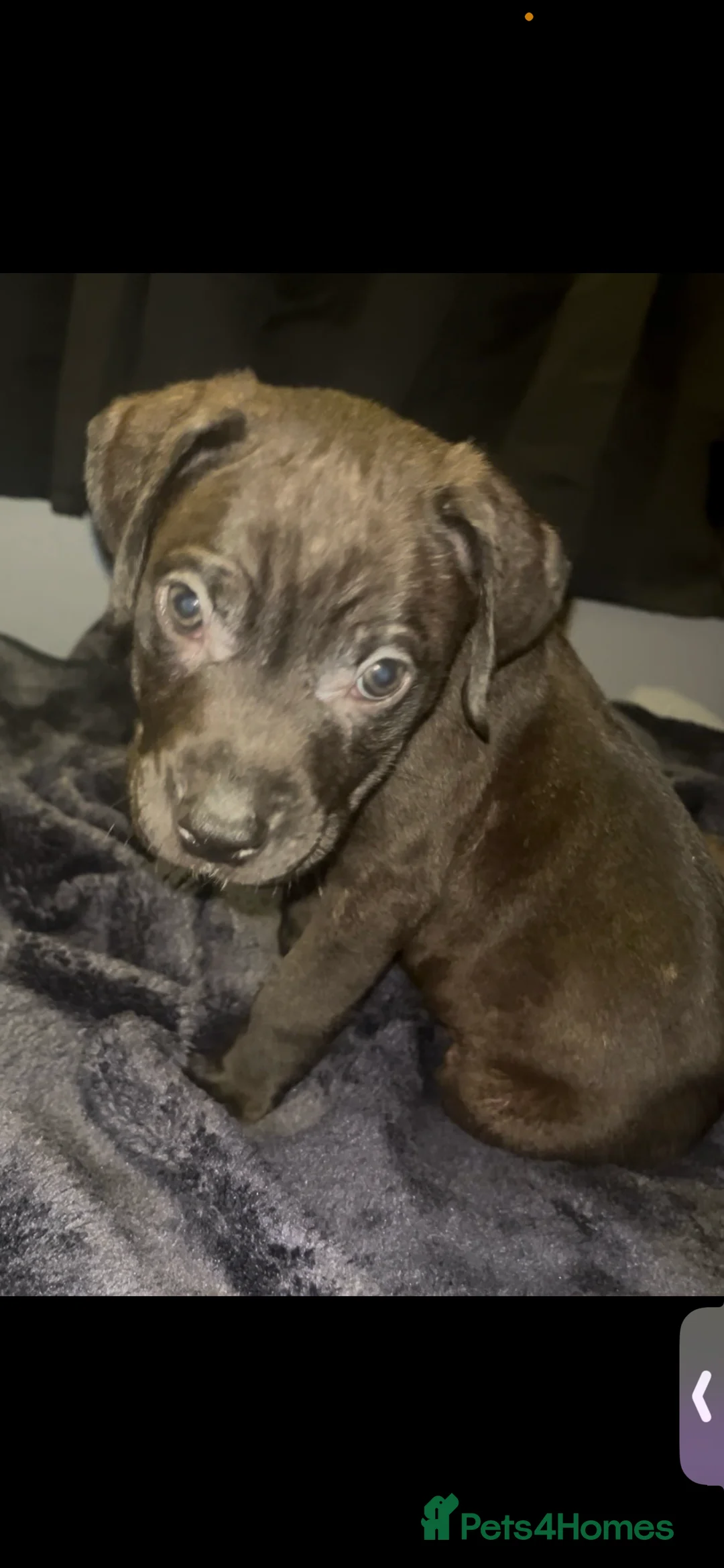 Presa Canario dogs for sale: Beautiful presa canario puppies!! - Advert 14