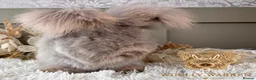 Angora rabbits for sale: Beautiful Adult Angoras Available  - Advert 6