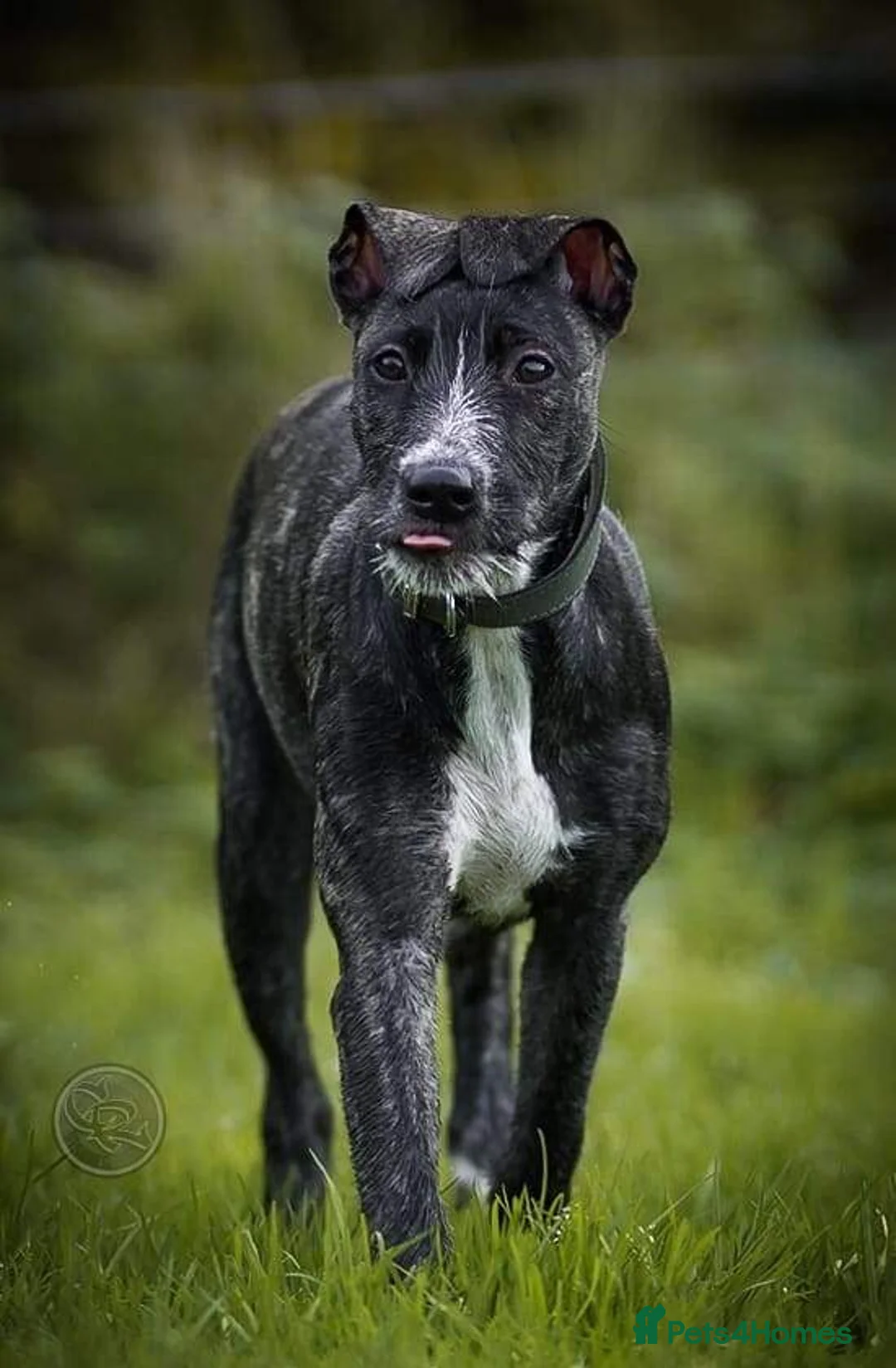 Mixed Breed dogs for sale: Lurcher cross puppies  - Advert 19