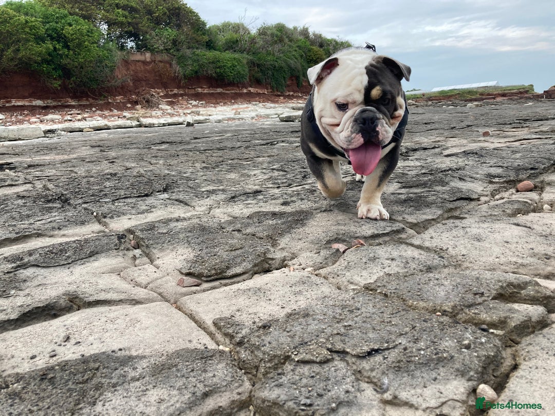 English Bulldog dogs for sale: Looking for new FOREVER home🏡 - Advert 13