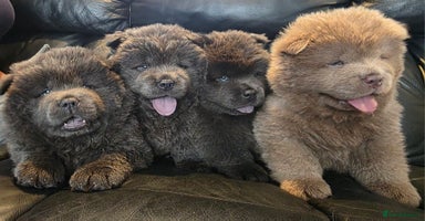Chow Chow dogs - Advert 13