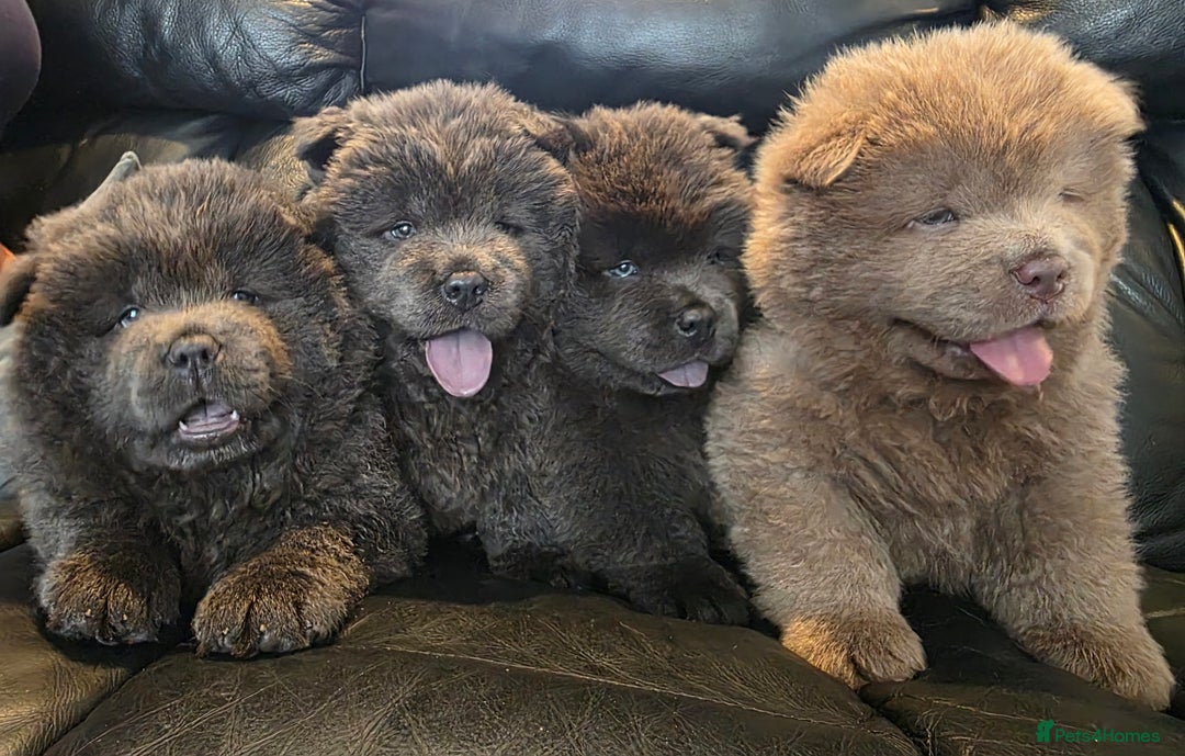 Chow Chow dogs for sale: 💫Stunning Chows Available 🥰❤️ - Image 1