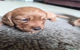 Cocker Spaniel dogs for sale: Working Cocker Spanial Puppies - Image 8