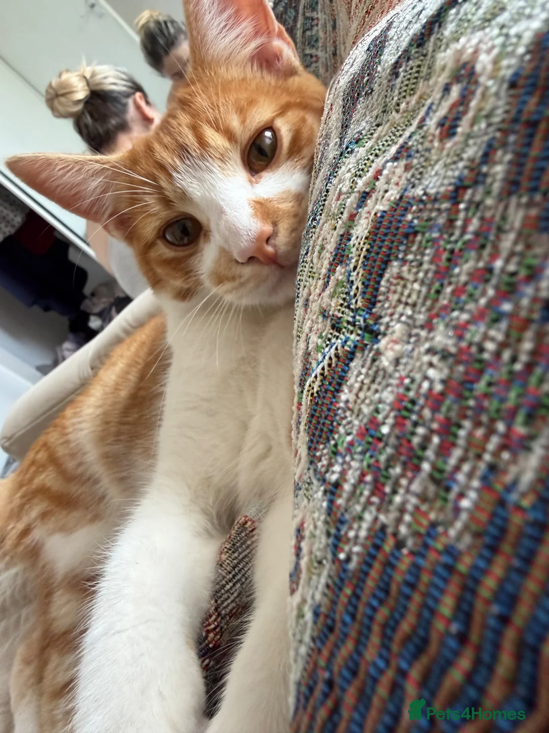 Mixed Breed cats for sale: Ginger  in Wakefield - Advert 5