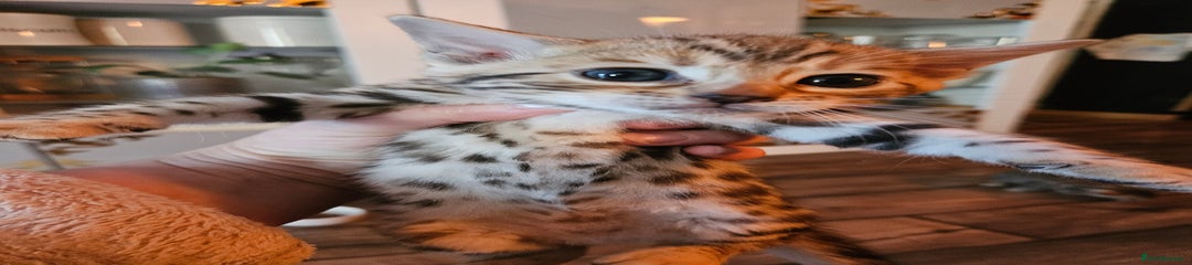 Bengal Kitten 2