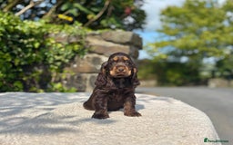 Cocker Spaniel dogs for sale: Black Tan and Chocolate Tan Show Cocker Spaniels  - Image 10