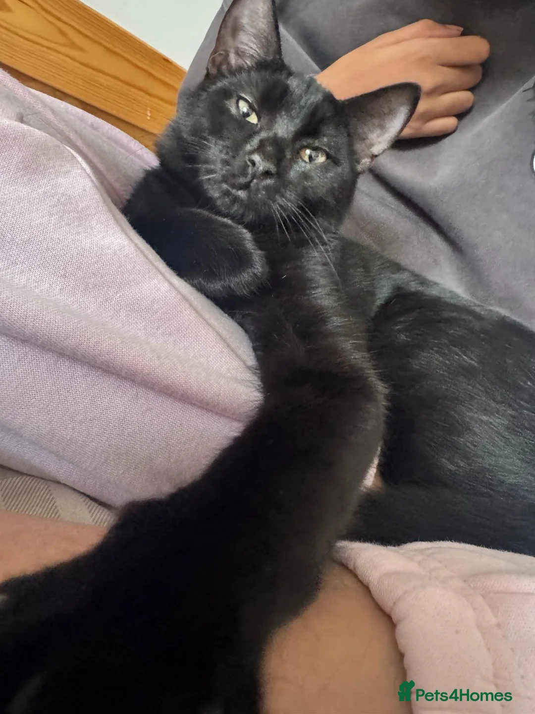 Bombay cats for sale: cat for sale  - Advert 8