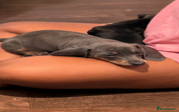 Miniature Dachshund dogs for sale: PRICE NEGOTIABLE Beautiful Isabella dachshund pups - Image 22