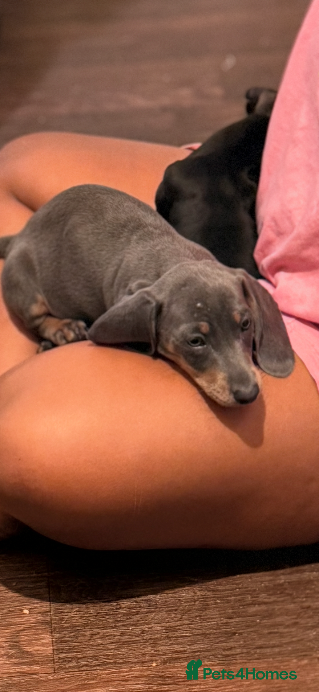 Miniature Dachshund dogs for sale: PRICE NEGOTIABLE Beautiful Isabella dachshund pups - Image 22