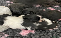 Shih Tzu dogs for sale: Shihtzu pups 5*breeder  - Image 11