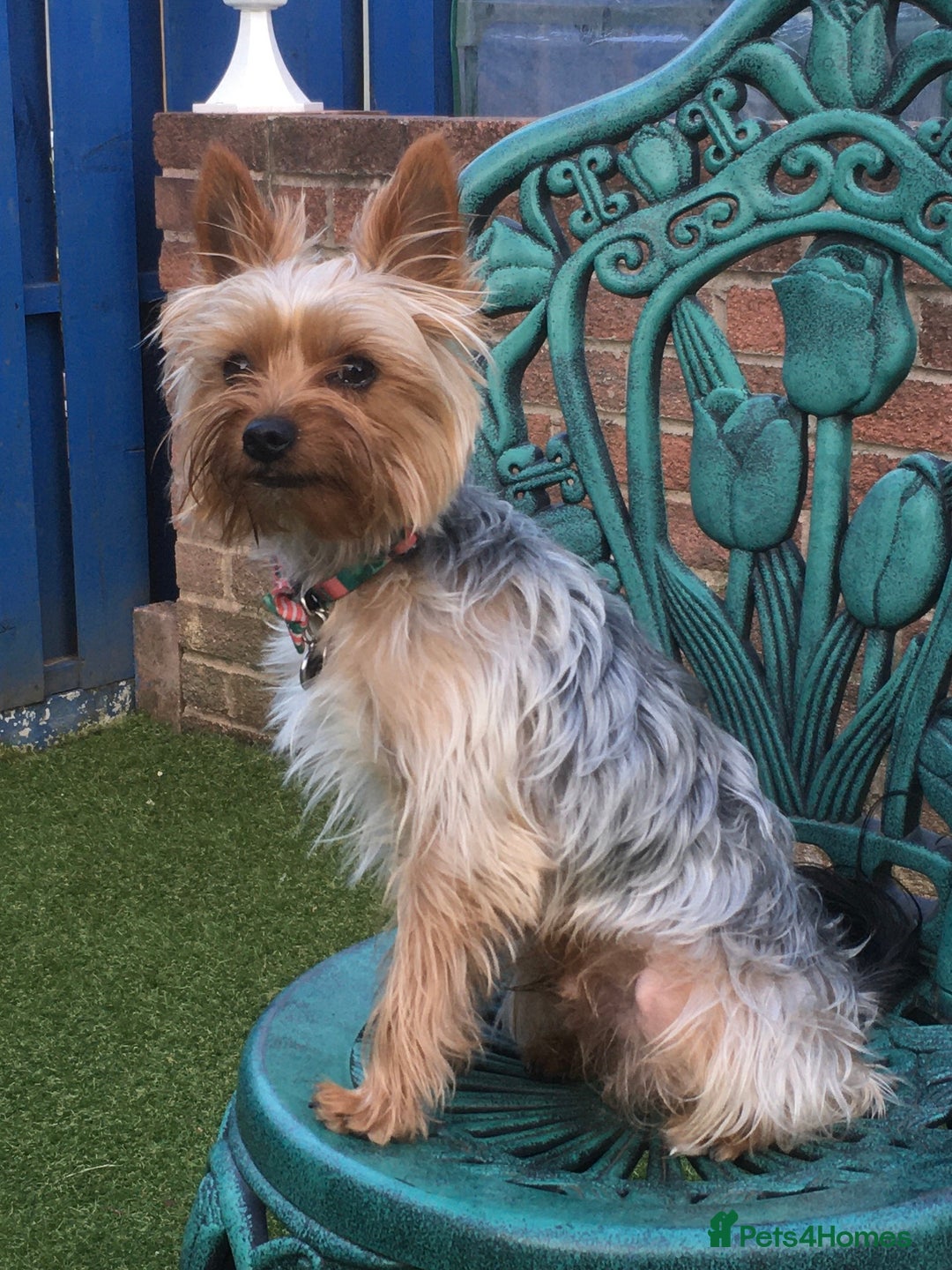 Yorkshire Terrier dogs for stud: Beautiful Minature Yorkie for STUD (PROVEN) in Chesterfield - Image 7