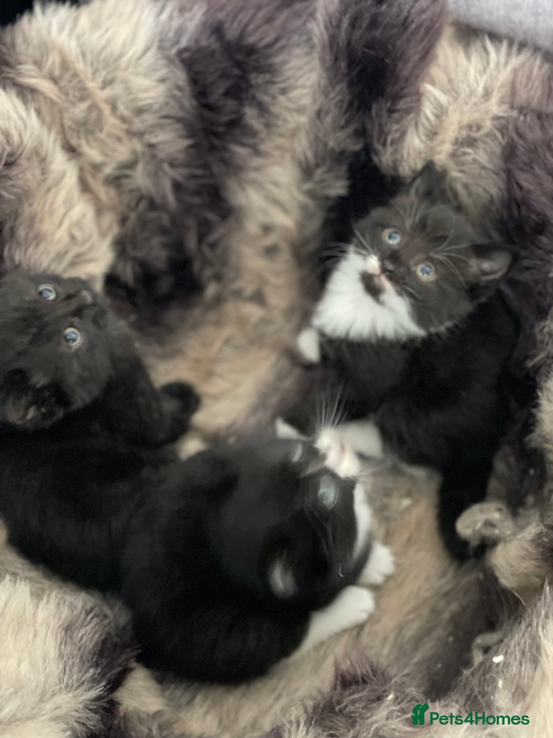 British Longhair cats for sale: British long-haired kittens - Image 3