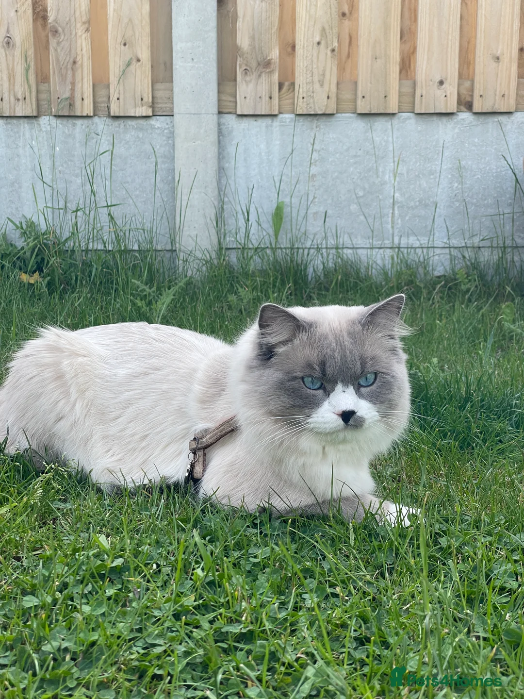 Ragdoll cats for stud: Pure Ragdoll Stud Available  in Newry - Advert 7
