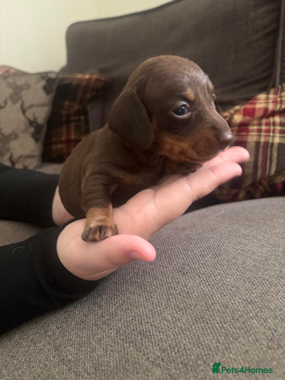 Miniature Dachshund dogs for sale: Chocolate Tan Dapple Healthy Dachshund Puppies - Image 7
