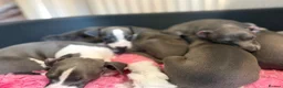 Italian Greyhound dogs for sale: Italian Greyhound Puppies - Advert 7
