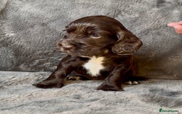 Cocker Spaniel dogs for sale: KC Show Type Cocker Spaniel Pups - Family Home  - Image 1