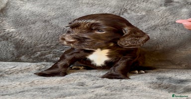 Cocker Spaniel dogs - Advert 9
