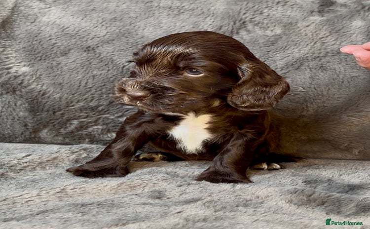 Cocker Spaniel dogs - Advert 1