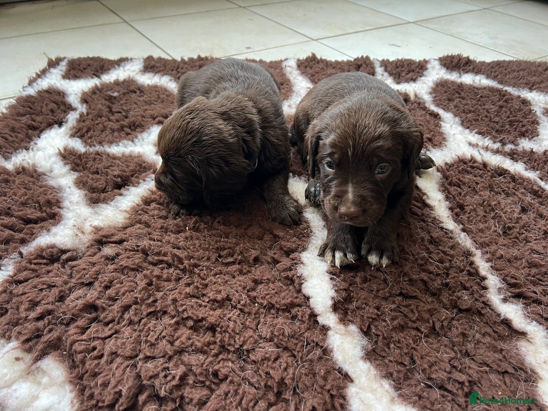 Springador dogs for sale: Quality Springadors: Health Tested, Working Lines - Advert 4