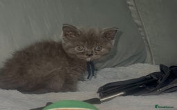 British Shorthair cats for sale: REDUCED!!! Stunning British Short Hair Kittens - Image 33