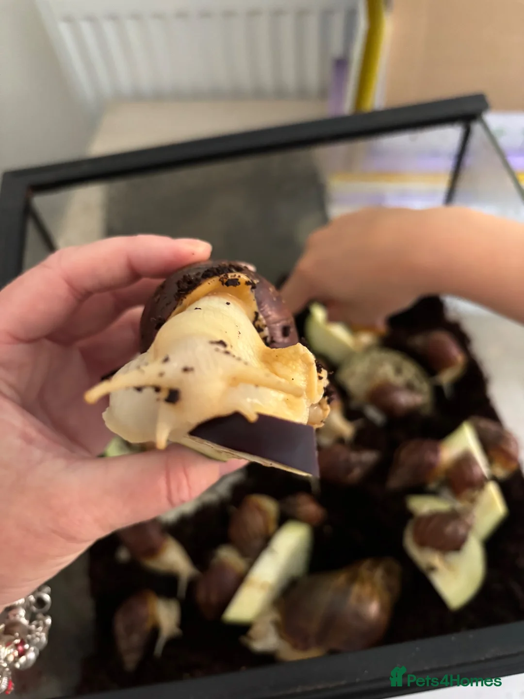 Snails invertebrates for sale: Giant African albino land snails  - Advert 1