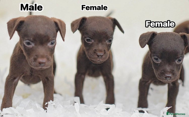 Patterdale Terrier dogs - Advert 13