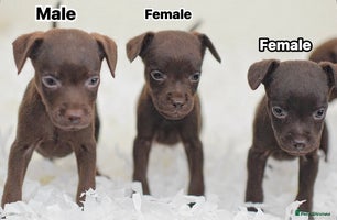 Patterdale Terrier dogs - Advert 7