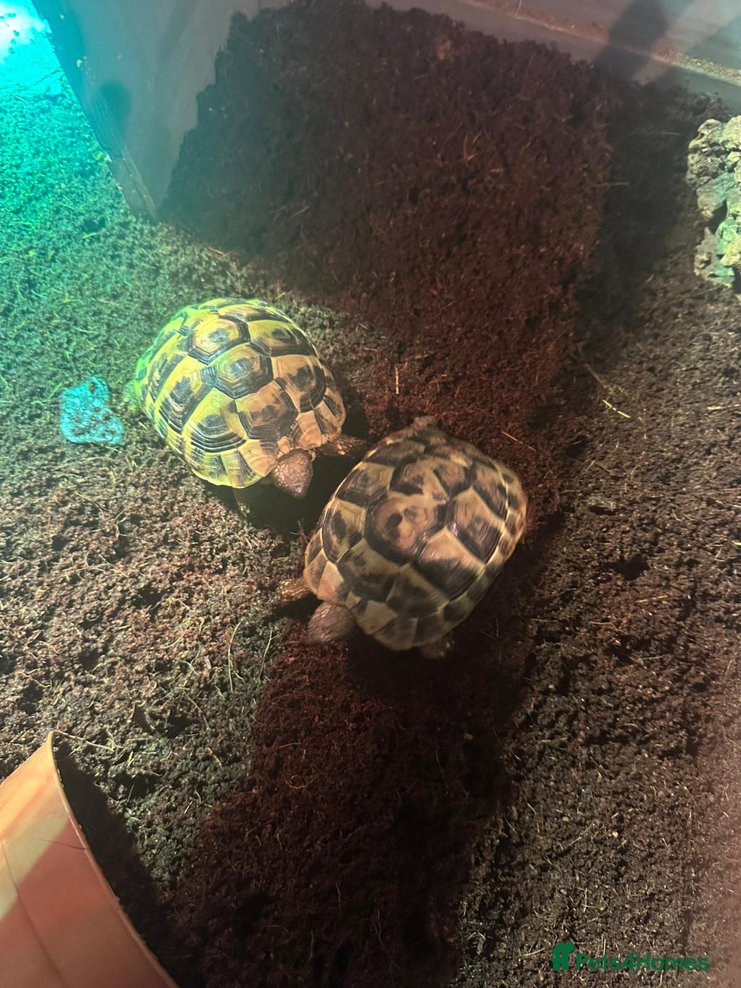 Hermann Tortoise reptiles for sale: 2 Herman tortoises for sale with full set up - Image 1
