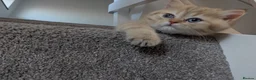 British Shorthair cats for sale: Two adorable little kittens 😍 - Advert 10