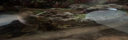 Boa Snake reptiles for sale: Boa constrictor - Advert 2