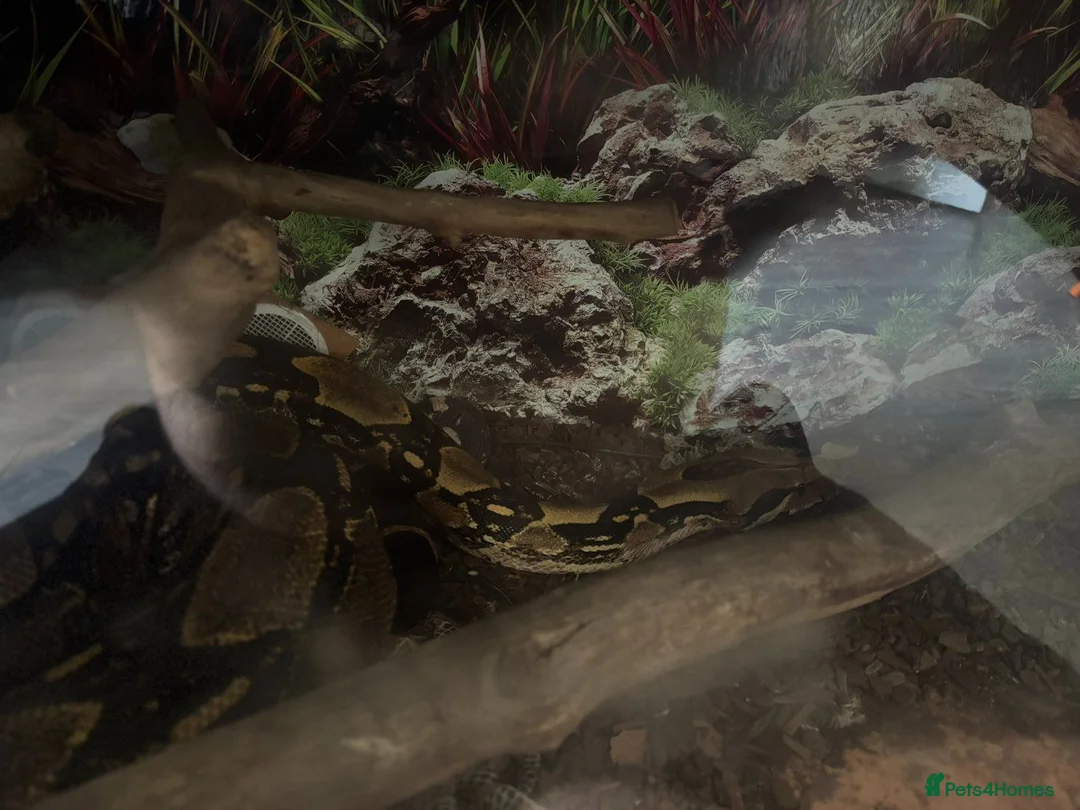 Boa Snake reptiles for sale: Boa constrictor - Advert 2