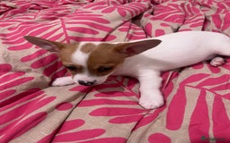 Mixed Breed dogs for sale: 2 Beautiful chihuahua boys needing a loving home  - Advert 2