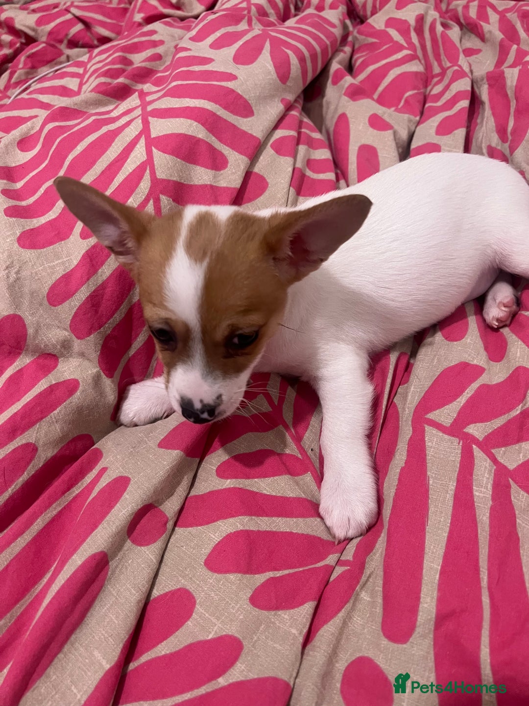 Mixed Breed dogs for sale: 2 Beautiful chihuahua boys needing a loving home  - Advert 2