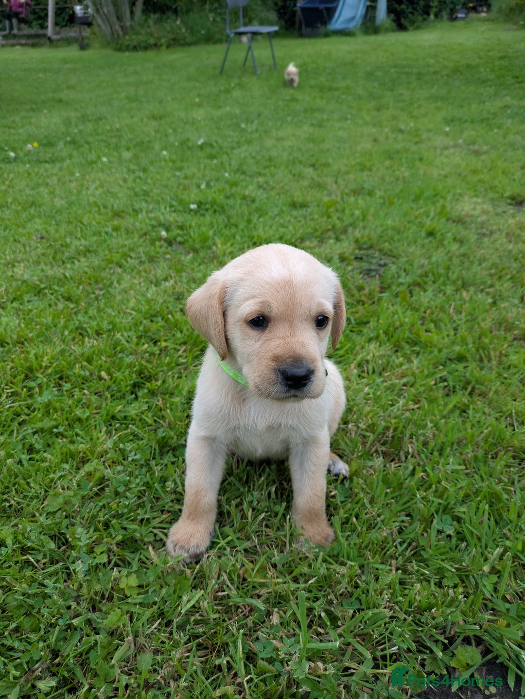 Labrador Retriever dogs for sale: Healthy Adorable kC registered Labrador puppies  - Image 11