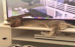 Continental Giant rabbits for sale: Hi, this is Míro, the Continental Giant! - Image 4