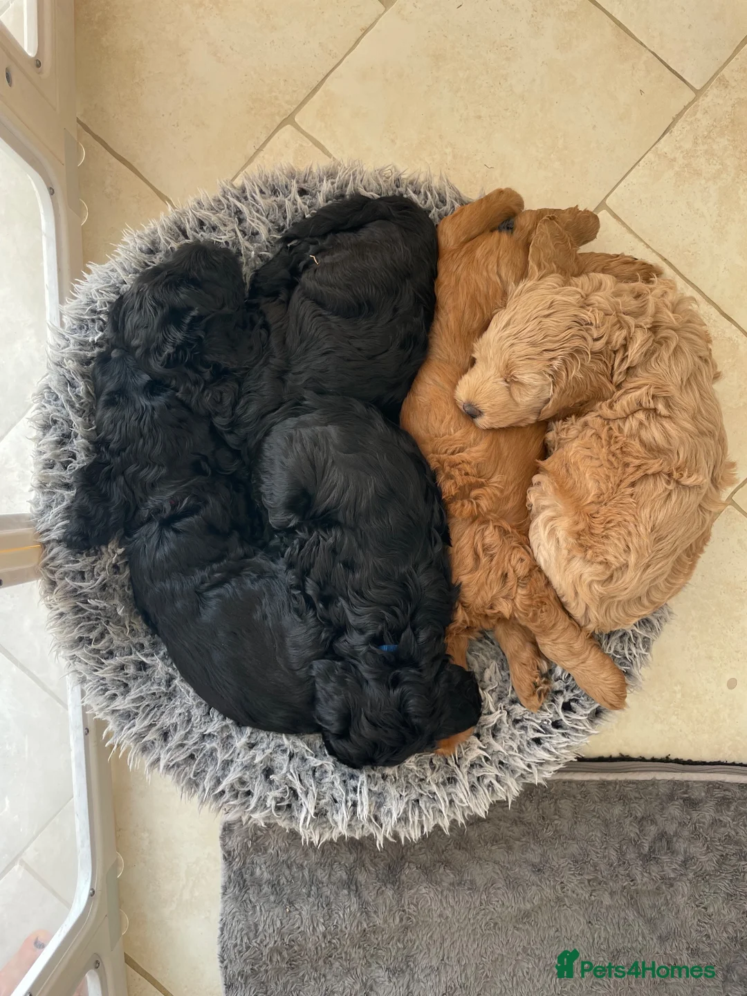 Australian Labradoodle dogs for sale: Australian labradoodle's  - Advert 1