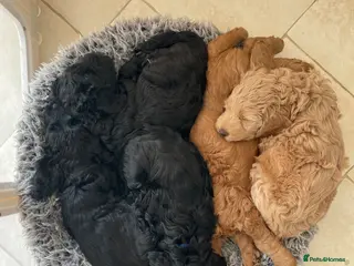 Australian Labradoodle dogs Australian labradoodle's - Advert 2