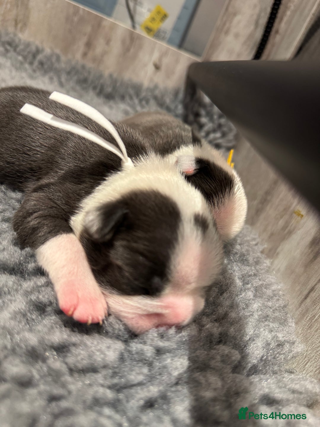Boston Terrier dogs for sale: Stunning rainbow litter born 5/8/35 - Image 9