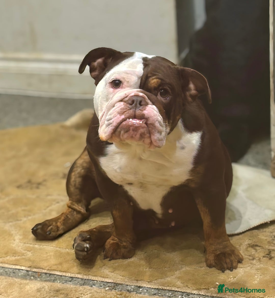 English Bulldog dogs for sale: English bulldog - Female, 3 years old  - Advert 3