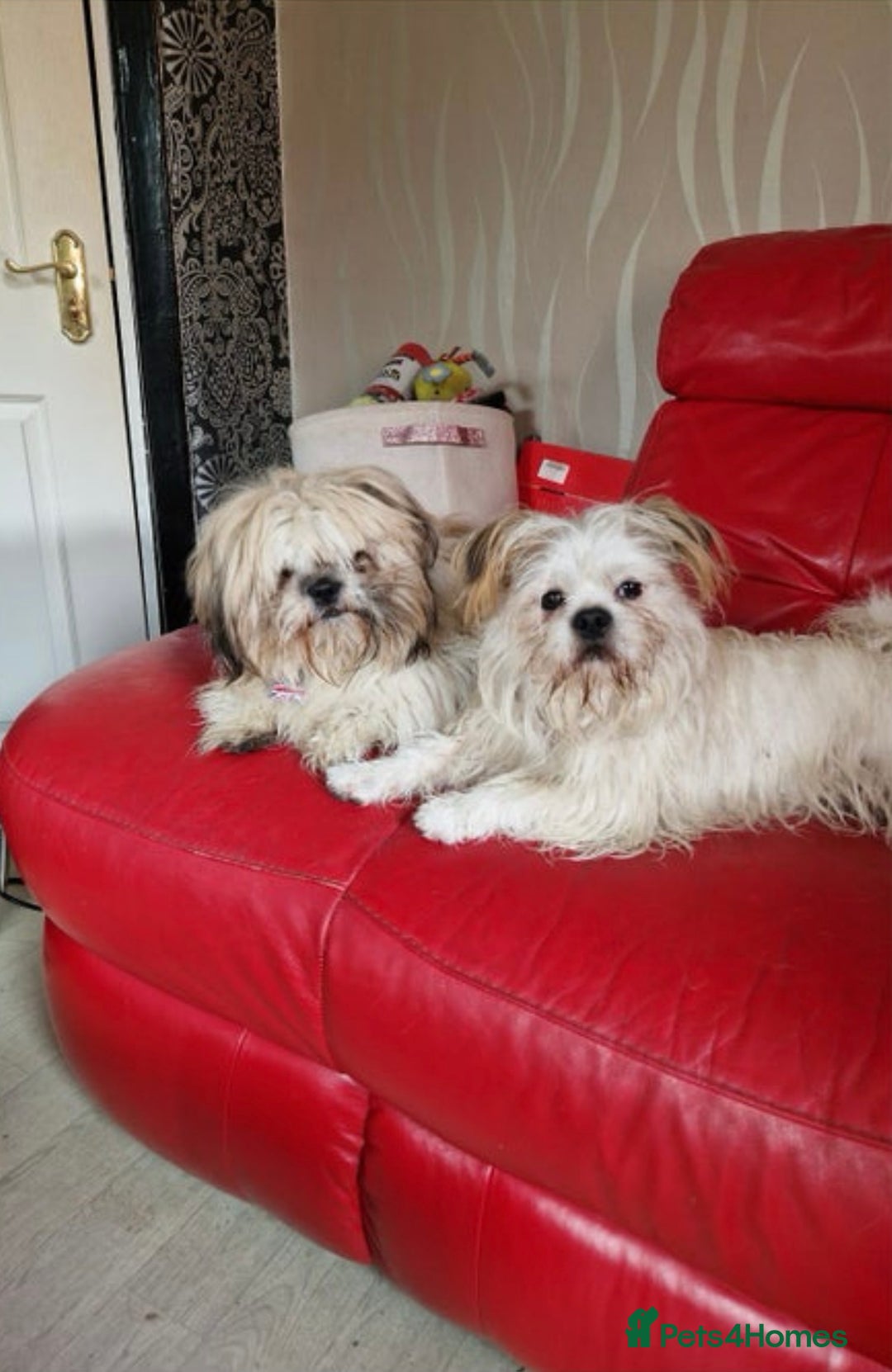 Shih Tzu dogs for sale: 🐾 Beautiful Shih Tzu Puppy - Advert 7