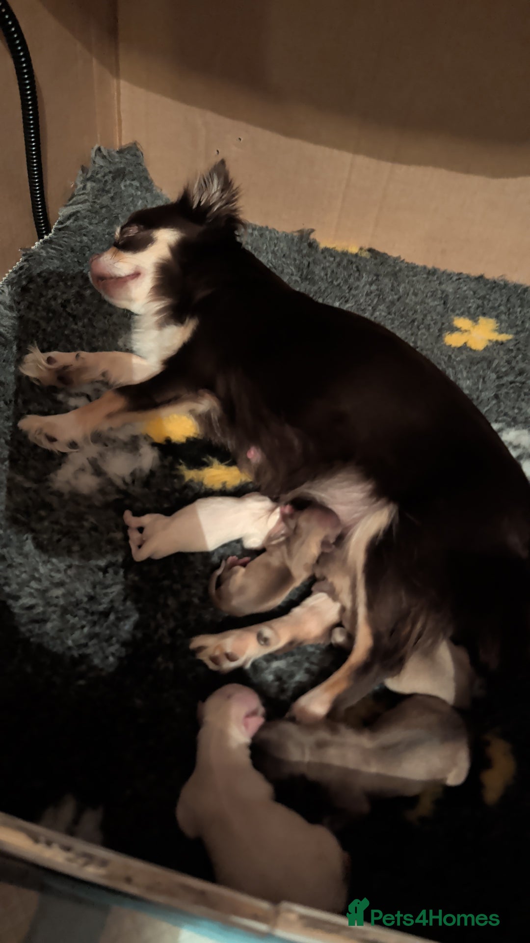 Chihuahua dogs for sale: Gorgeous Chihuahuas looking for their forever home - Advert 1