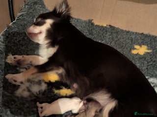 Chihuahua dogs Gorgeous Chihuahuas looking for their forever home - Advert 1