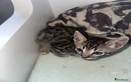 Manx cats for sale: Beautiful Banx Kittens  - Image 5