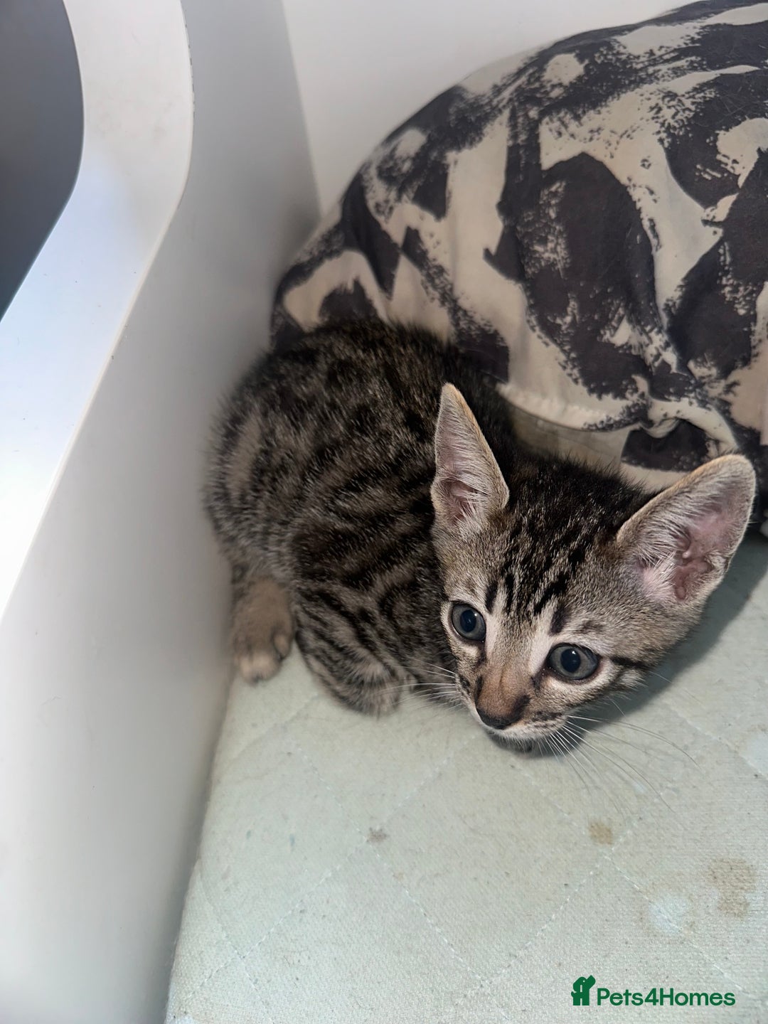 Manx cats for sale: Beautiful Banx Kittens  - Image 5
