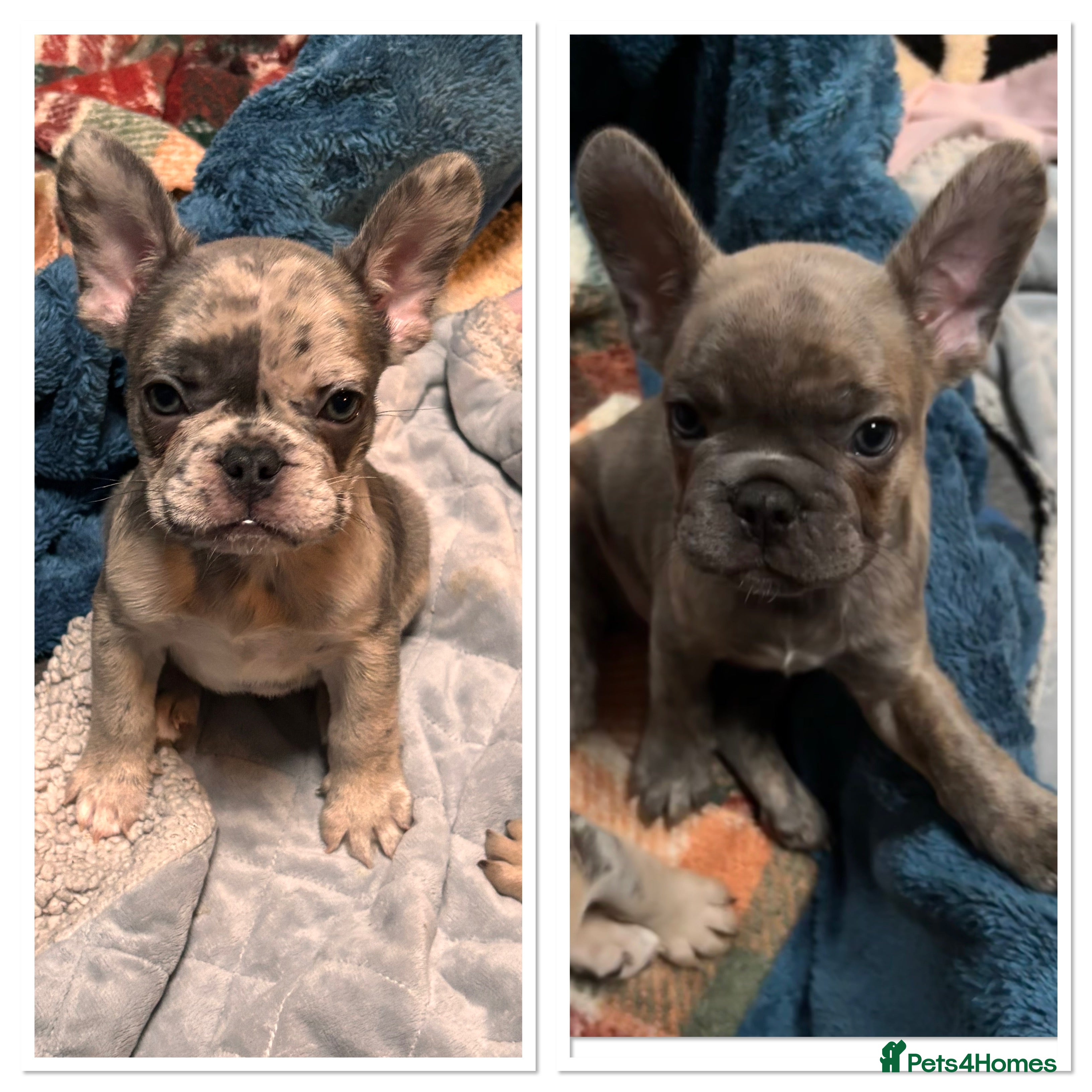 French Bulldog dogs Last 2 boys ready to leave now  - Advert 3