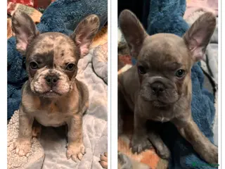 French Bulldog dogs Last 2 boys ready to leave now - Advert 9